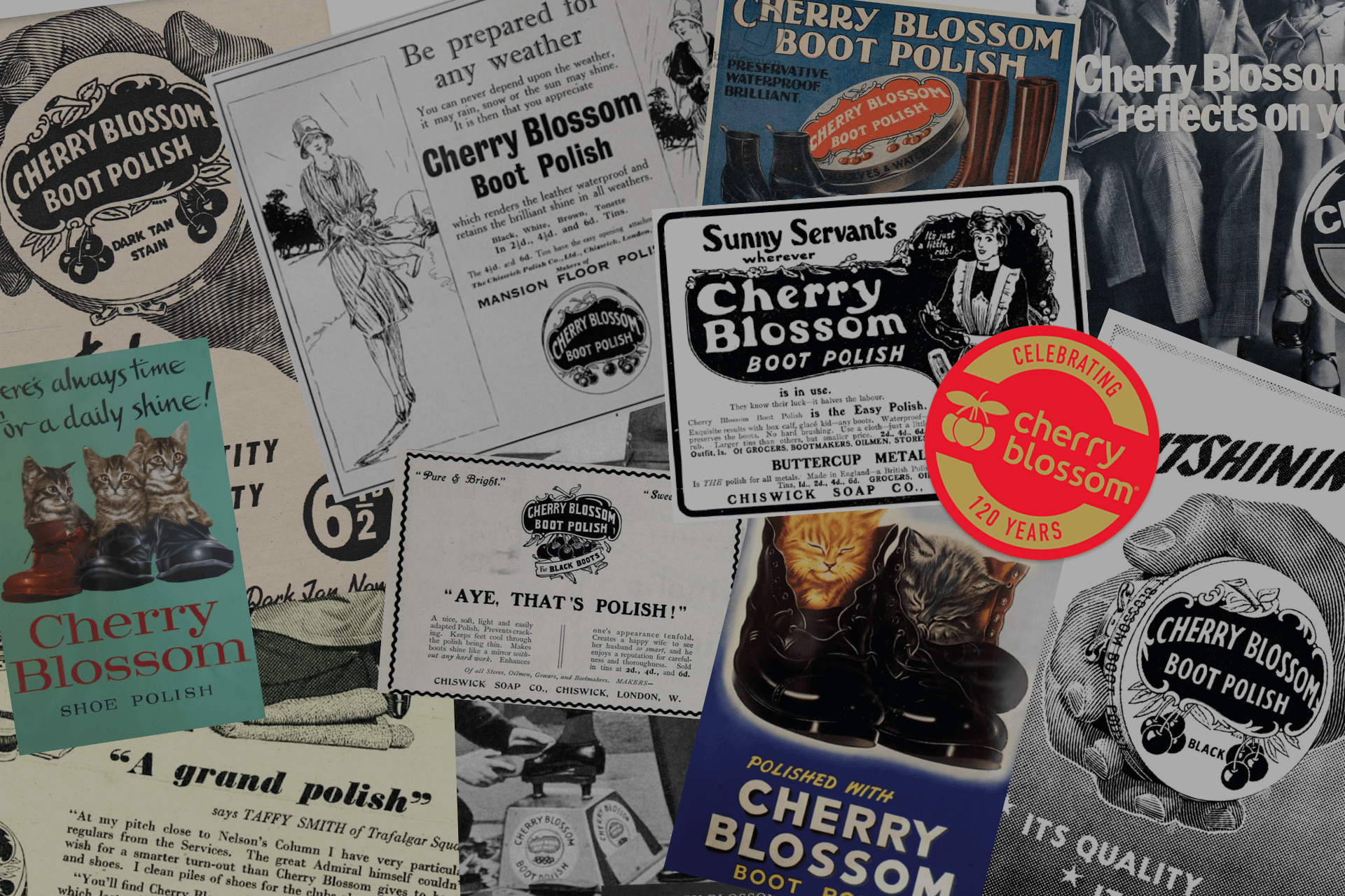 Stepping Through Time: 120 Years of Cherry Blossom